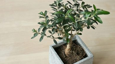 como plantar azeitona em casa
