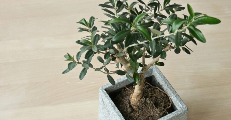 como plantar azeitona em casa