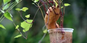 como plantar batata doce em casa