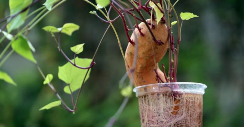 como plantar batata doce em casa