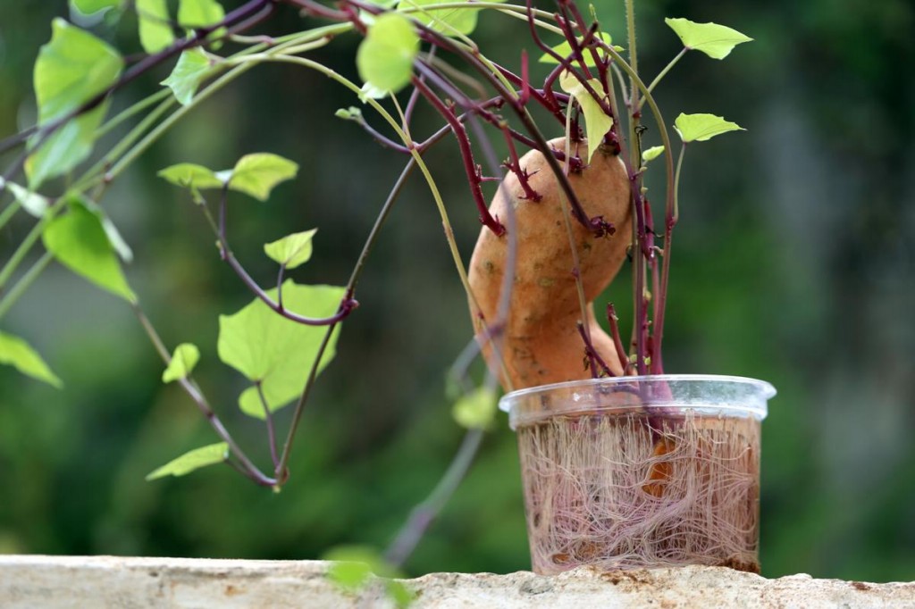 como plantar batata doce em casa