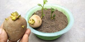 como plantar batata em casa