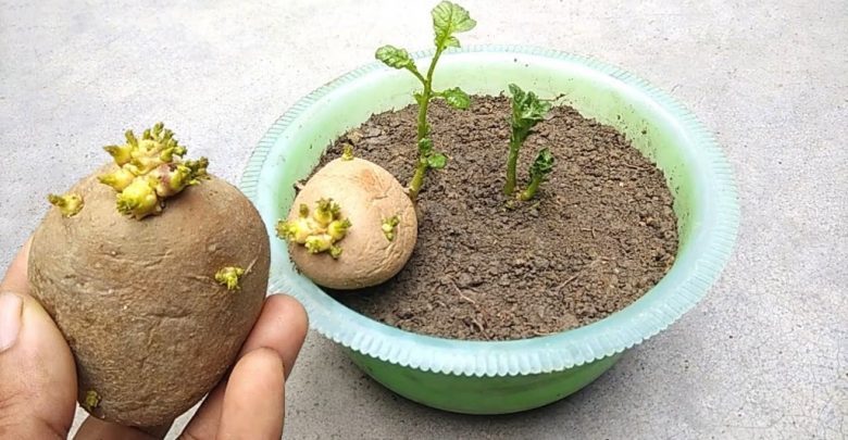 como plantar batata em casa