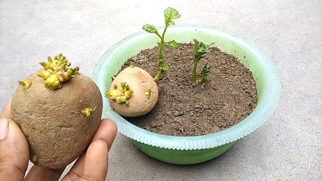 como plantar batata em casa