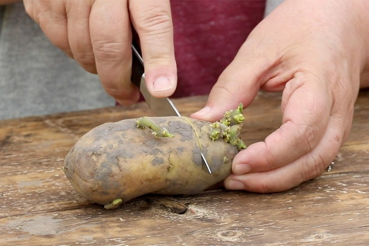 como plantar batata em casa