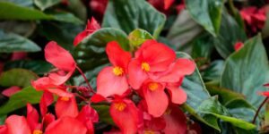 como plantar begonia