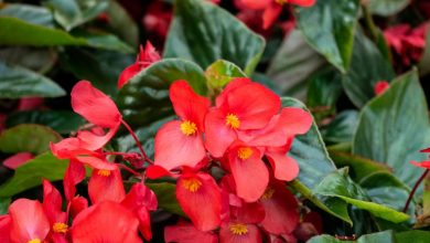como plantar begonia