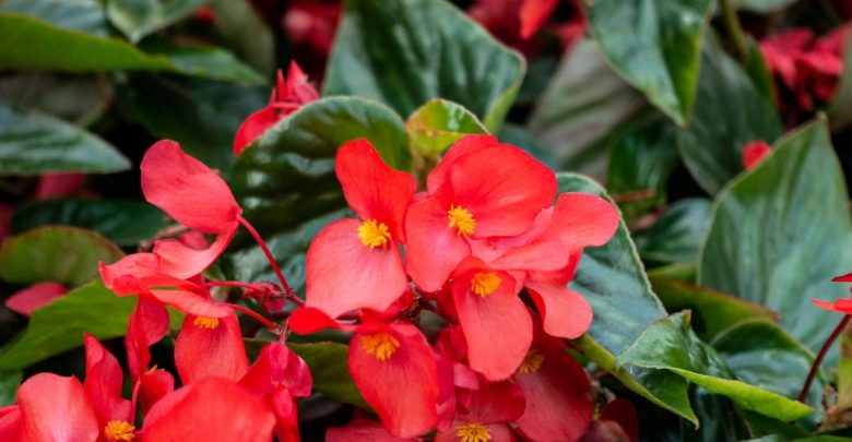 como plantar begonia