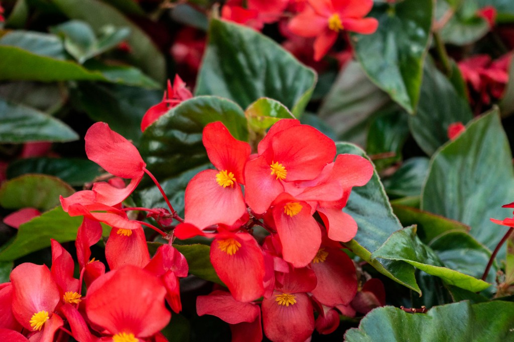 como plantar begonia