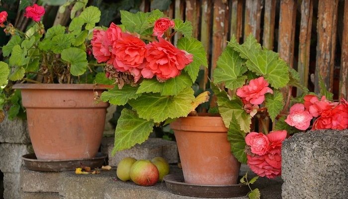 como plantar begonia