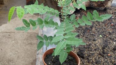 como plantar bilimbi