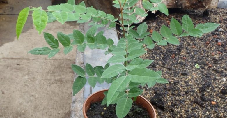 como plantar bilimbi