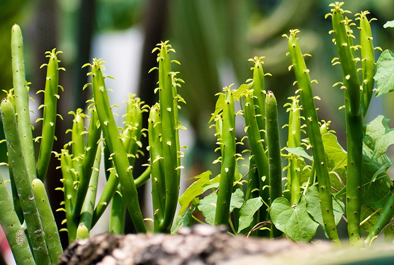 como plantar cacto lapis