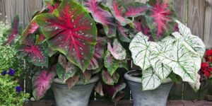 como plantar caladium