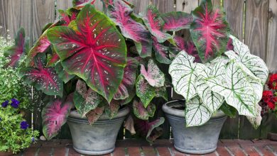 como plantar caladium