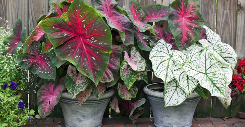 como plantar caladium
