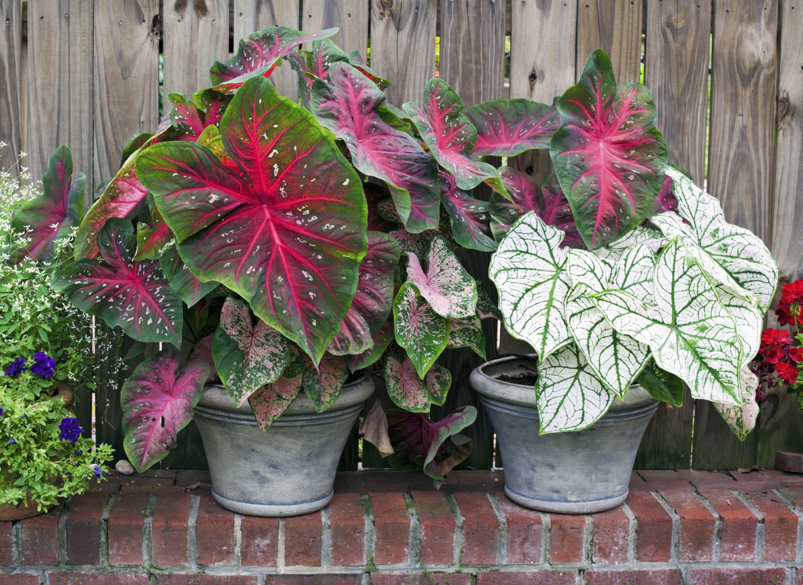 como plantar caladium