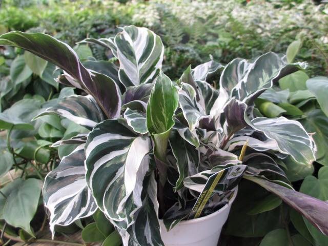 como plantar calathea