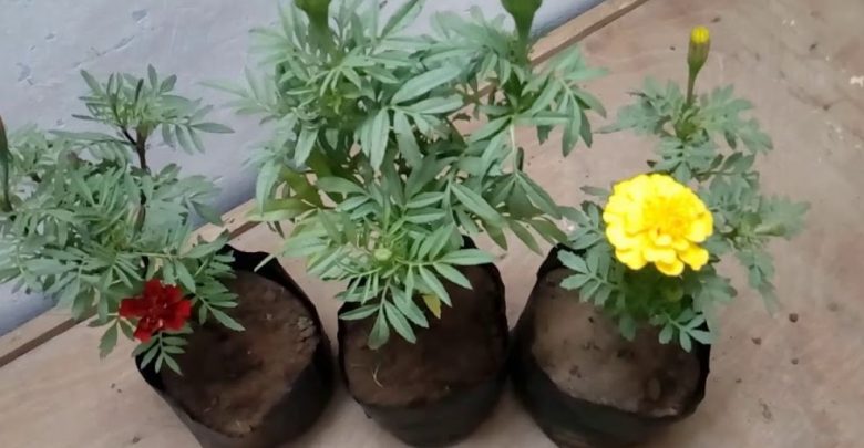 como plantar calendula
