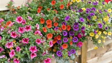 como plantar calibrachoa