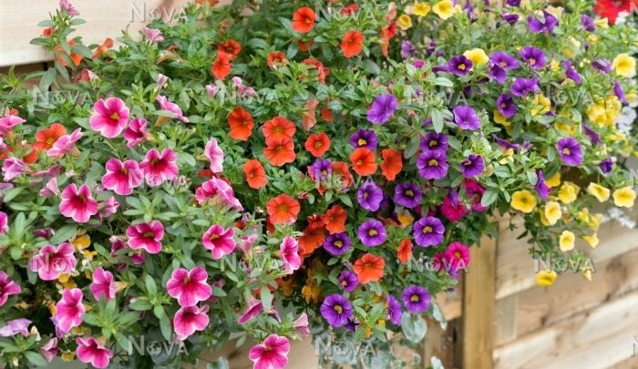 como plantar calibrachoa