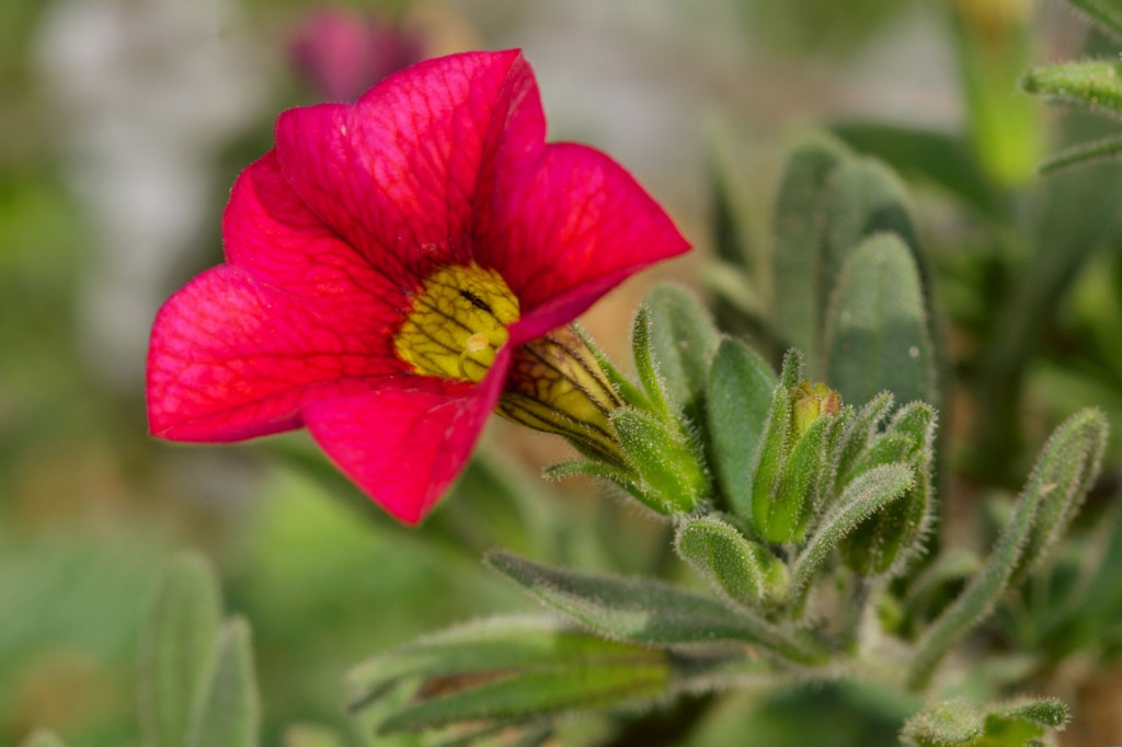 como plantar calibrachoa em casa