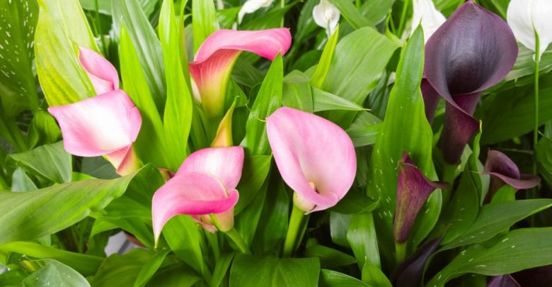 como plantar calla