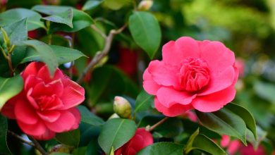 como plantar camelia