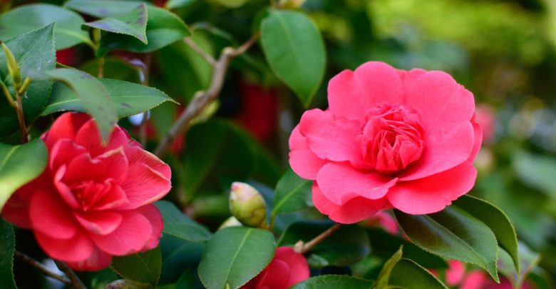 como plantar camelia