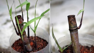 como plantar cana de acucar