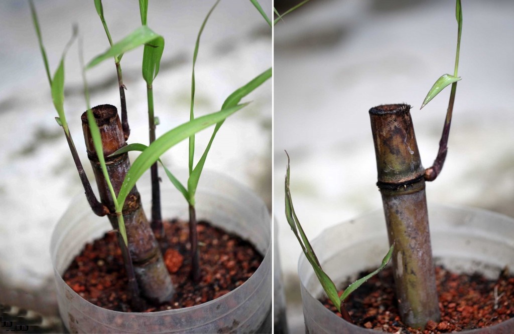 como plantar cana de acucar