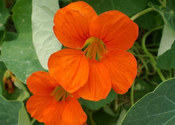 como plantar capuchinha