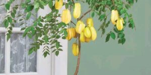 como plantar carambola em casa