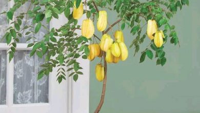 como plantar carambola em casa