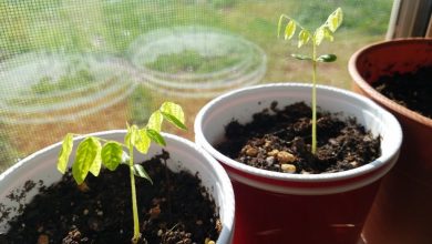 como plantar carambola em casa em 5 passos