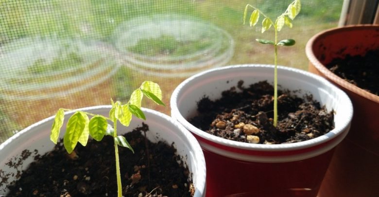 como plantar carambola em casa em 5 passos