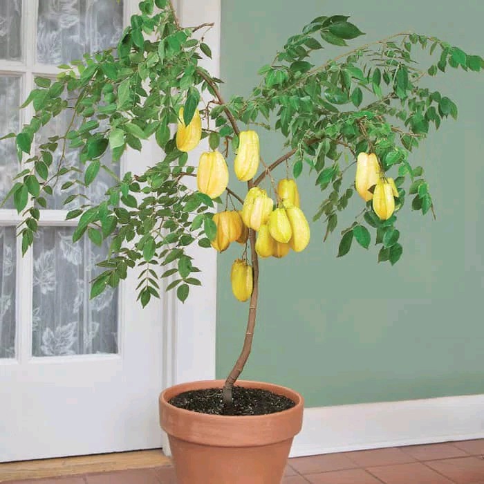 como plantar carambola em casa