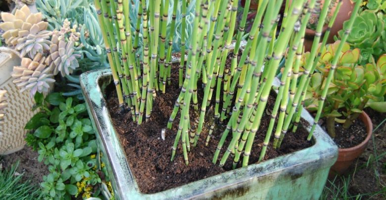Como plantar cavalinha em casa
