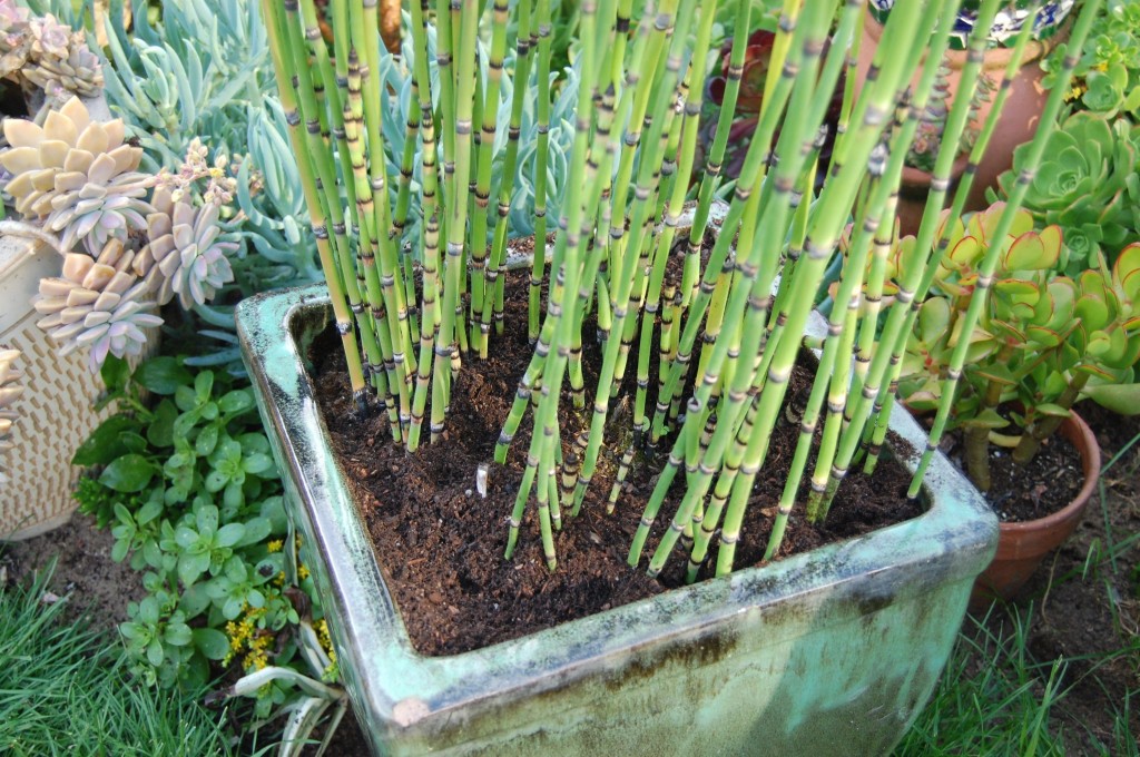 Como plantar cavalinha em casa