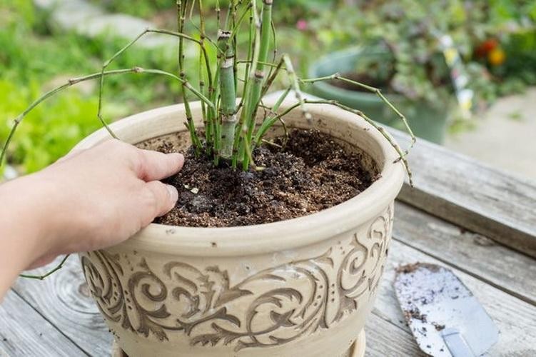 como plantar cavalinha