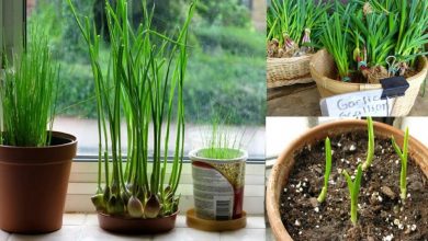 como plantar cebolinha em casa