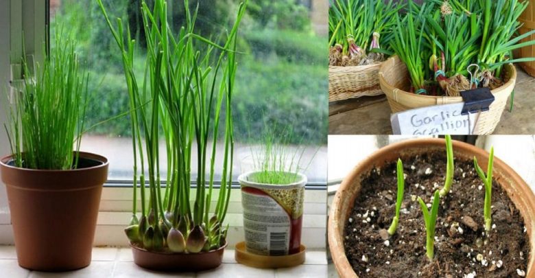 como plantar cebolinha em casa