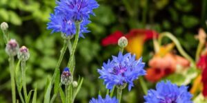 como plantar centaurea