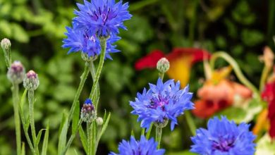 como plantar centaurea