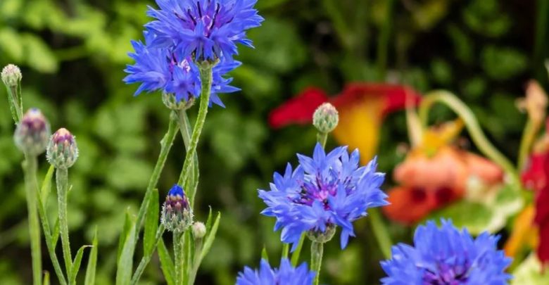 como plantar centaurea
