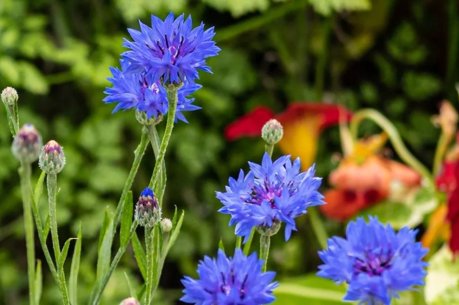 como plantar centaurea