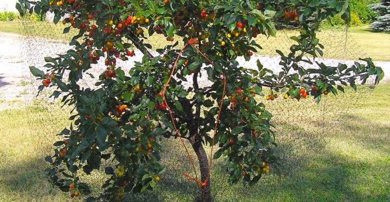 como plantar cereja em casa