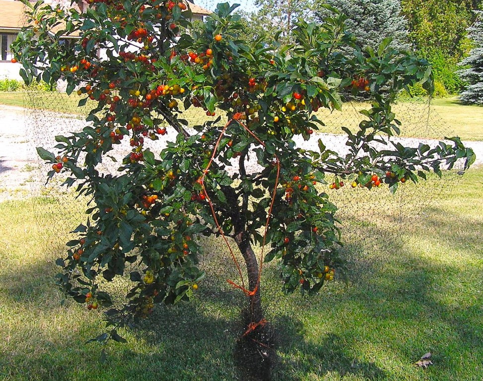 como plantar cereja em casa