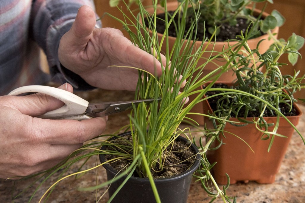 como plantar cheiro verde em casa