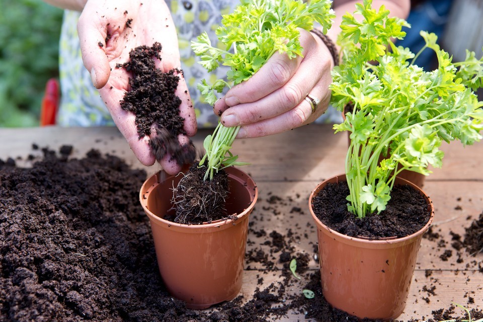 como plantar cheiro verde